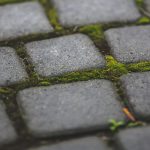 Walkway with moss and pavers