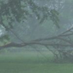 Downed Tree in Storm